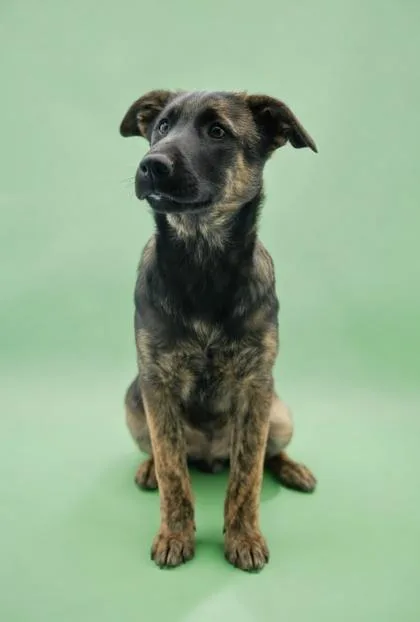 Wiggles~parvo Survivor