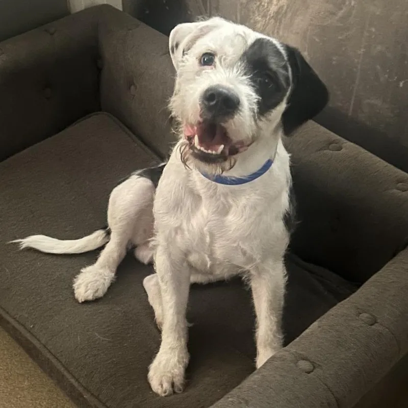 A young medium-sized male White / Cream Mixed Breed dog named Harvey for adoption in Chattanooga, TN