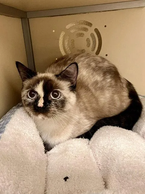 An adult small-sized female Buff / Tan / Fawn Domestic Short Hair cat named Lemon for adoption in Webster, WI