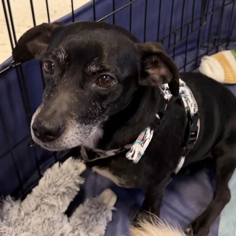 An adult small-sized male Black Chihuahua dog named Fudge for adoption in Las Vegas, NV