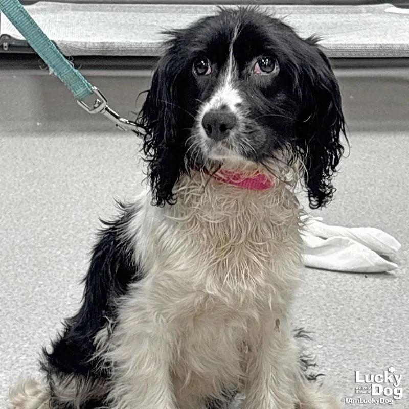 Tilly thumbnail 2
