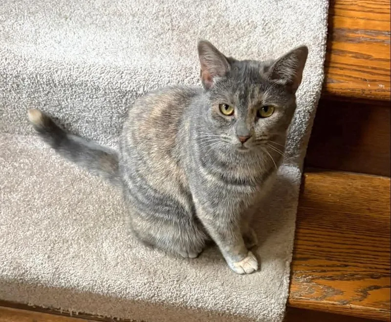 An adult medium-sized female Gray / Blue / Silver Domestic Short Hair cat named Mille & Daisy for adoption in Pittsburgh, PA