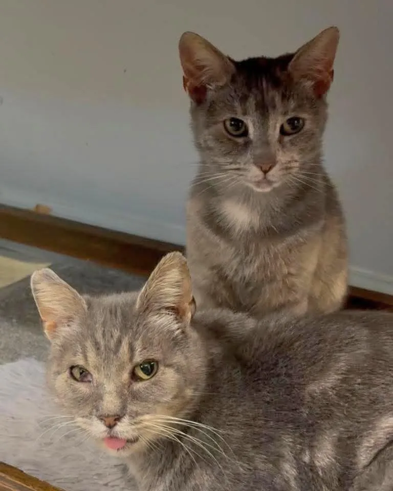 Mille & Daisy thumbnail 3