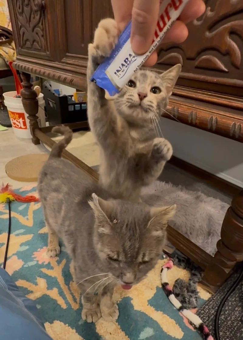 Mille & Daisy thumbnail 5