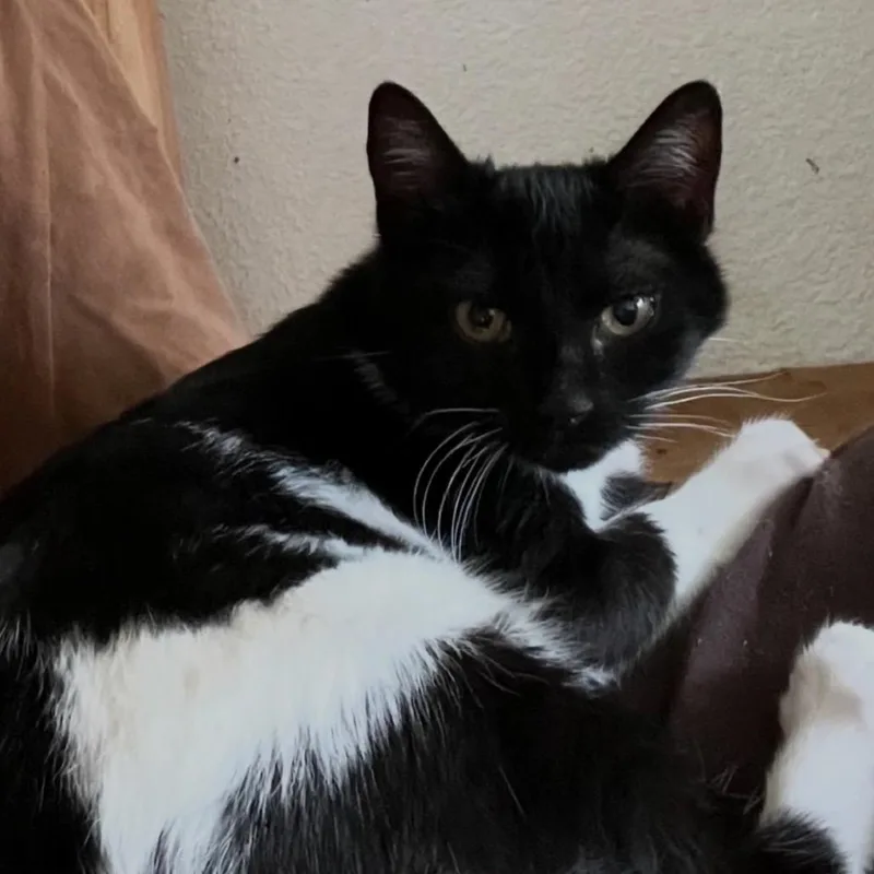 A baby medium-sized female Black Domestic Short Hair cat named Zelda for adoption in Cathlamet, WA