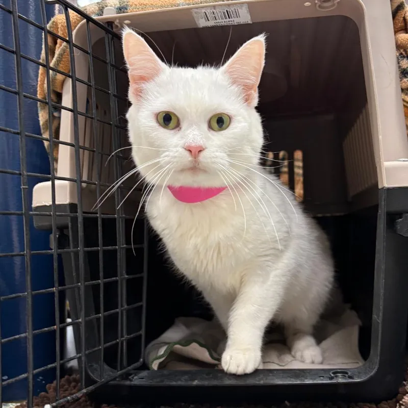 An adult medium-sized female White Domestic Short Hair cat named Snow for adoption in Fairport, NY