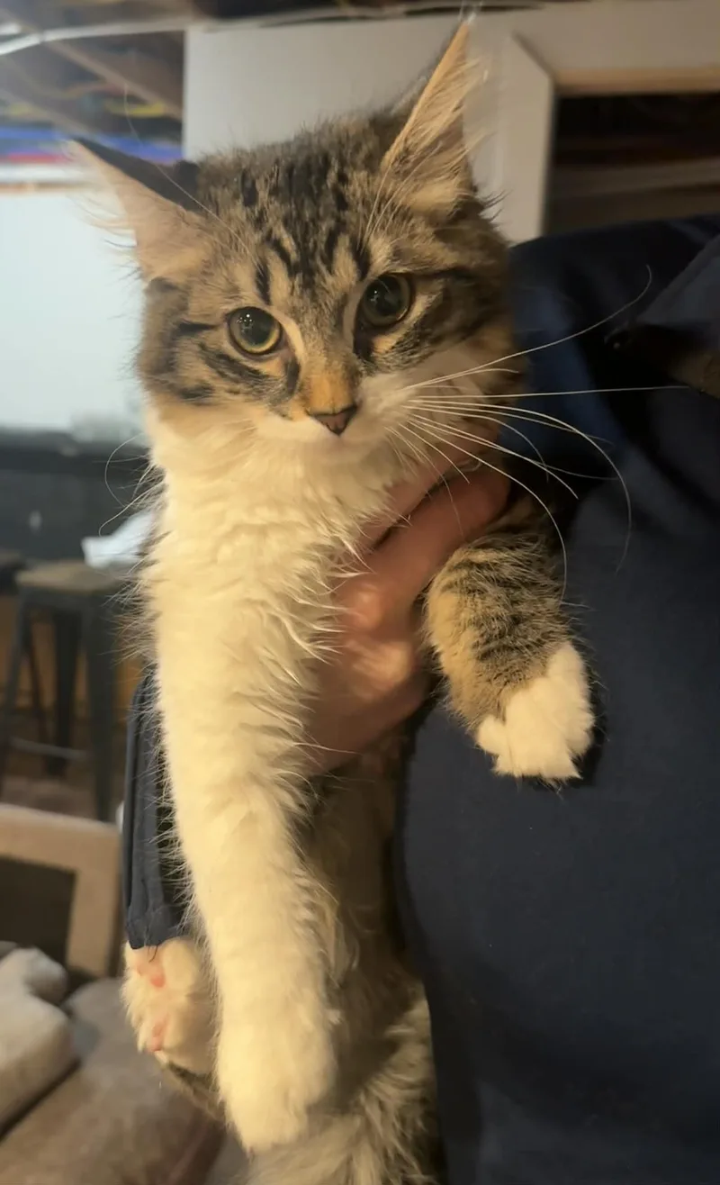 Bell And Chip thumbnail 3