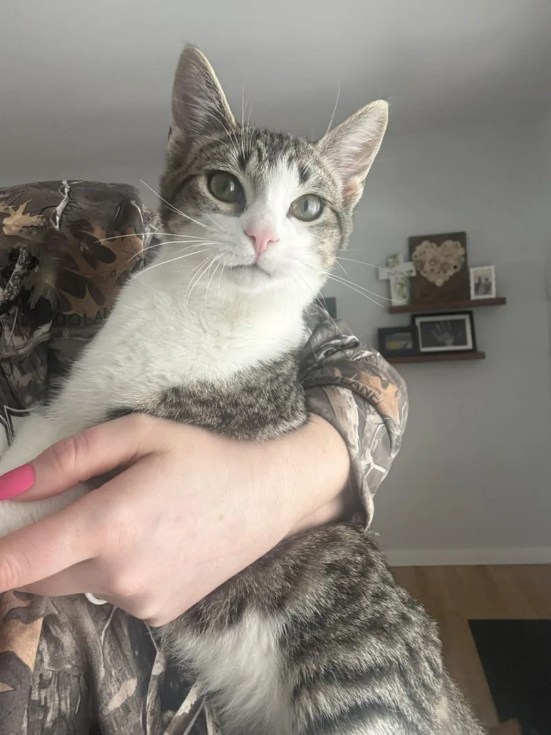 Bell And Chip thumbnail 4