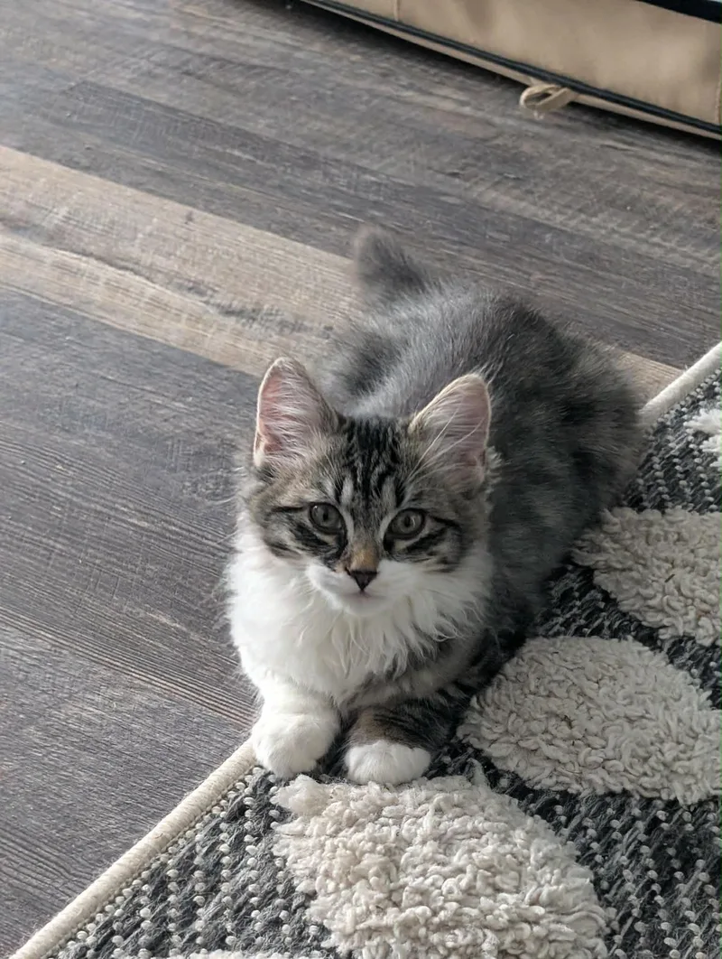 Bell And Chip thumbnail 5