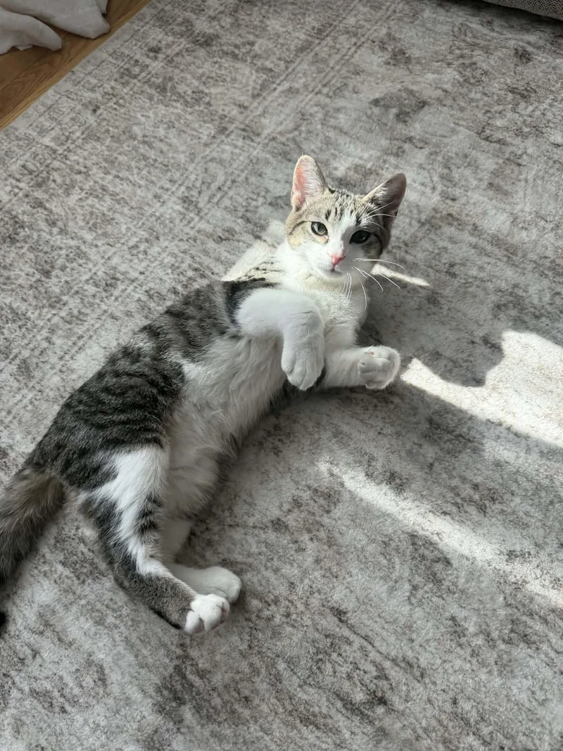 Bell And Chip thumbnail 6