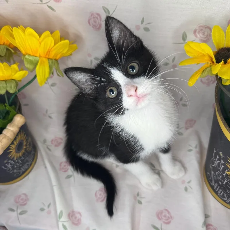 A baby small-sized male Black & White / Tuxedo American Shorthair cat named Ken for adoption in Mount Vernon, IL
