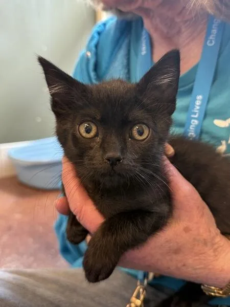 A baby small-sized male Domestic Short Hair cat named Bobby for adoption in Monterey, CA