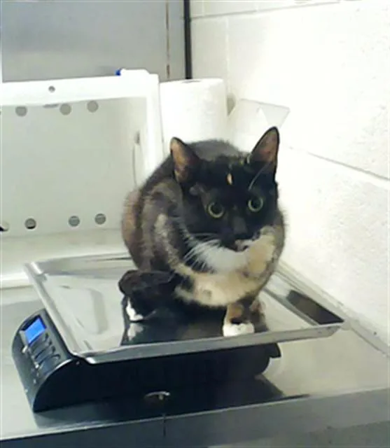 An adult medium-sized female Domestic Short Hair cat named Peppa for adoption in Fayetteville, NC