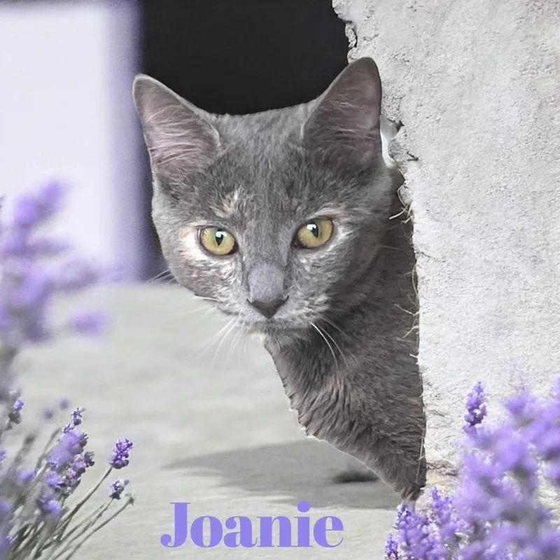 Joanie Nj thumbnail 2