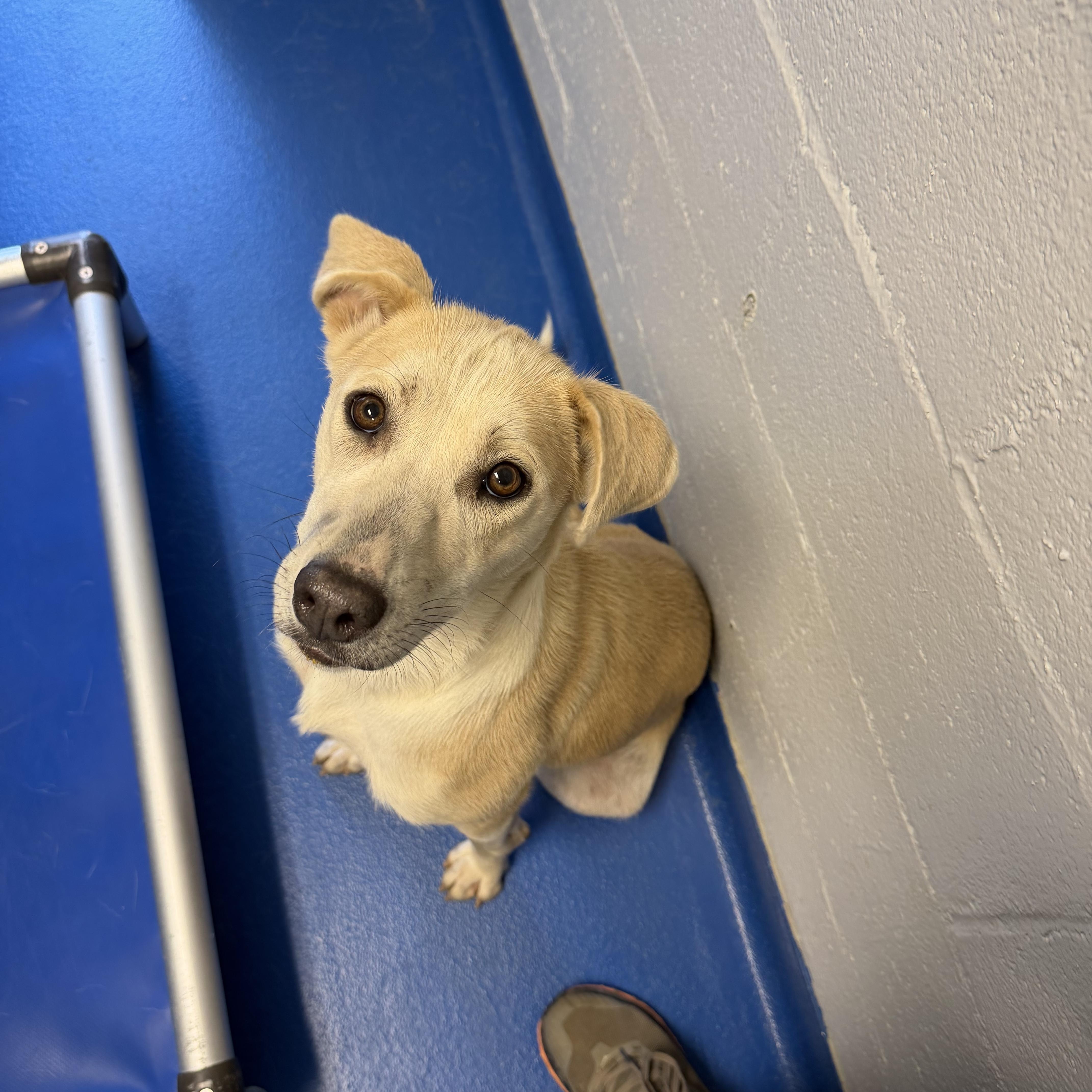 A young medium-sized male Apricot / Beige Labrador Retriever dog named Flutter for adoption in Lancaster, SC