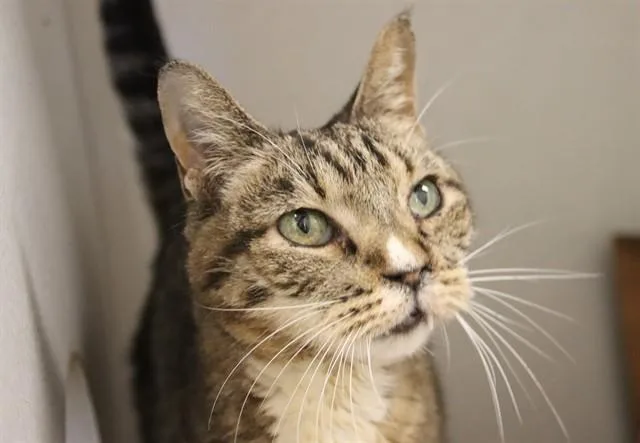 A senior small-sized female Domestic Short Hair cat named Tim Tim Aka Chip for adoption in Tucson, AZ