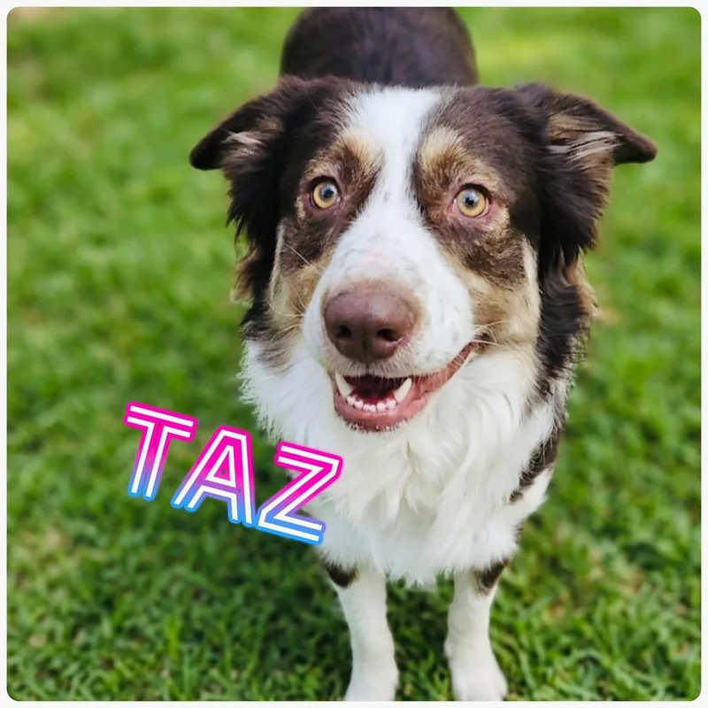 Taz