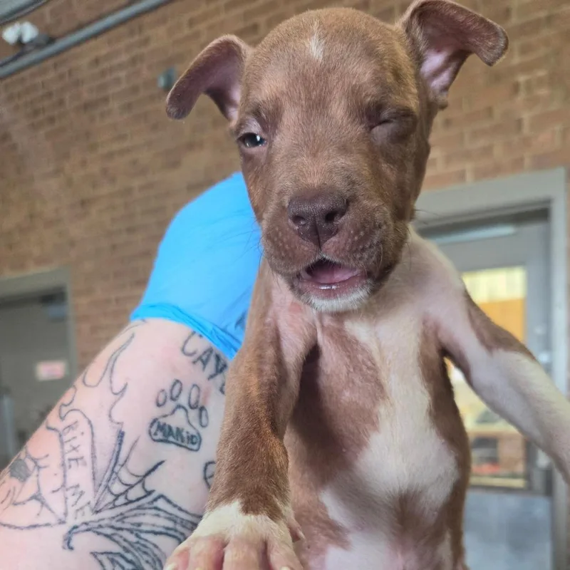 A baby small-sized male Pit Bull Terrier dog named Jam for adoption in Birmingham, AL