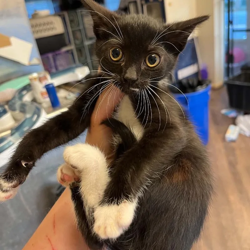 Peanut