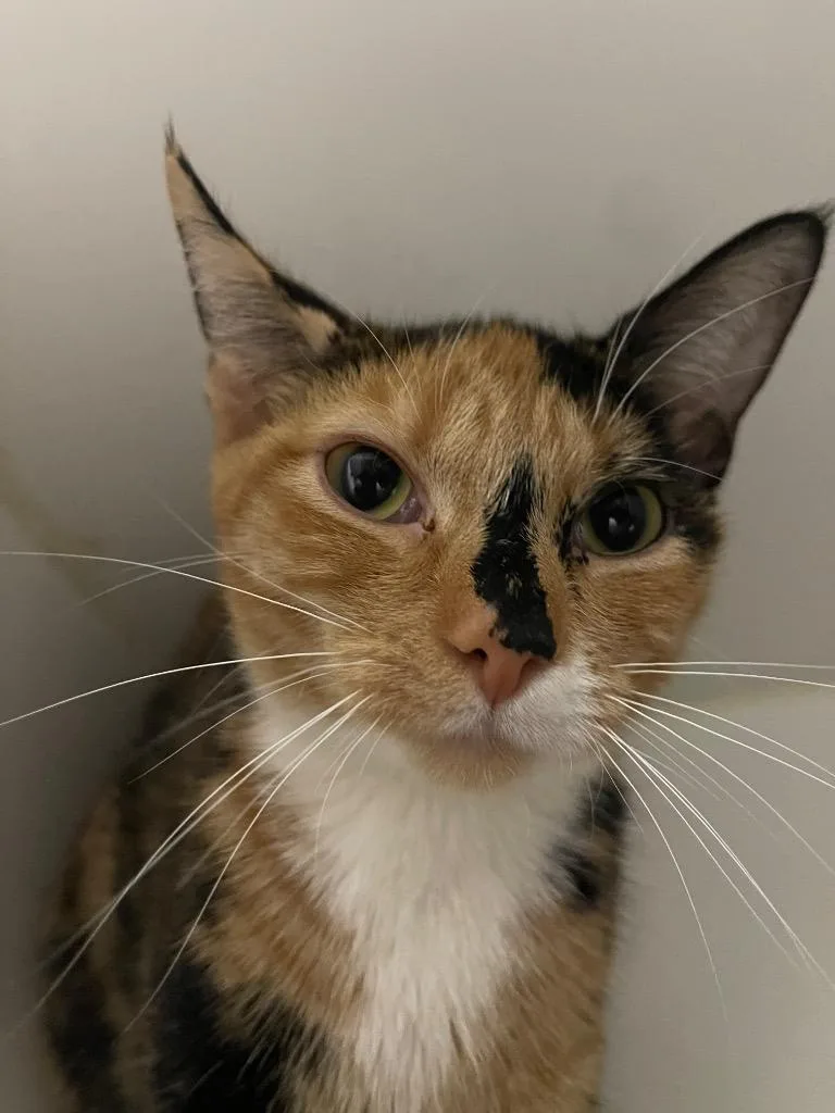 A young small-sized female Domestic Short Hair cat named Grasshopper for adoption in Henderson, NC
