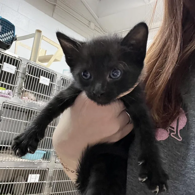 A baby small-sized female Domestic Short Hair cat named Astrid for adoption in Ardmore, OK
