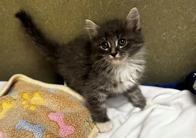 A baby small-sized male Domestic Long Hair cat named A for adoption in Moreno Valley, CA