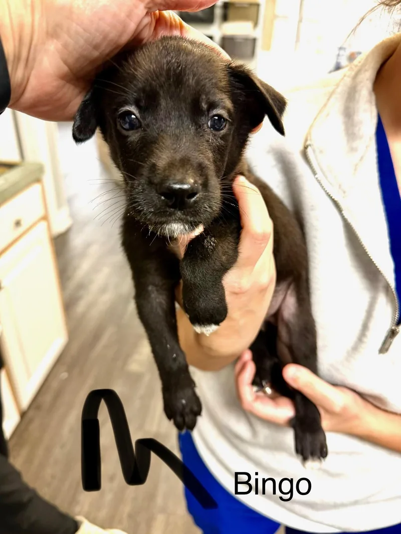 A baby medium-sized male Retriever dog named B litter Bingo for adoption in Semmes, AL