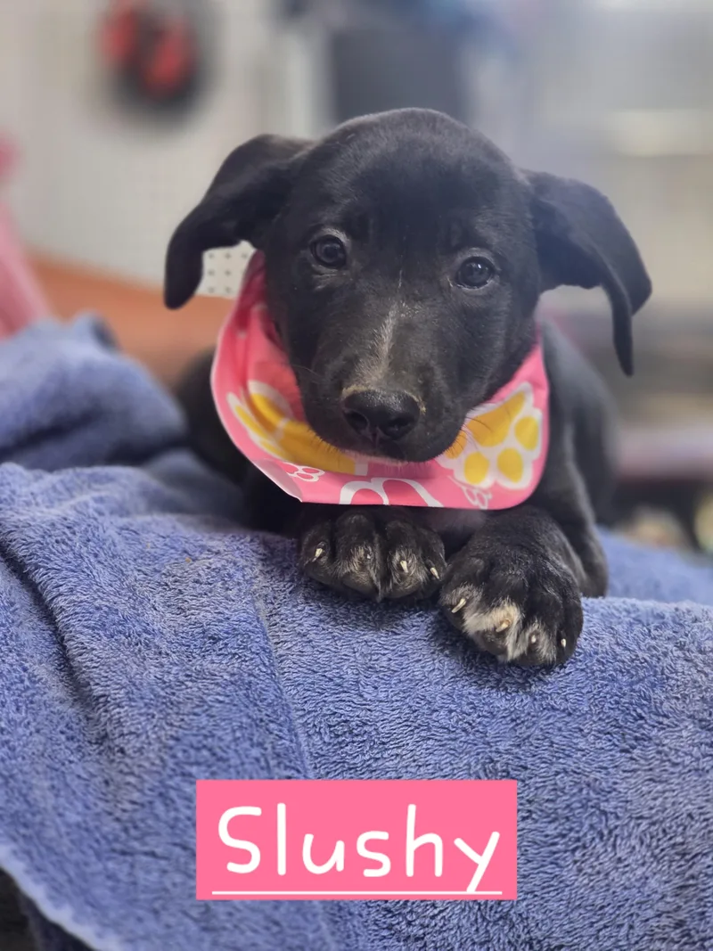 A baby large-sized female German Shepherd Dog dog named Slushy for adoption in Walthill, NE