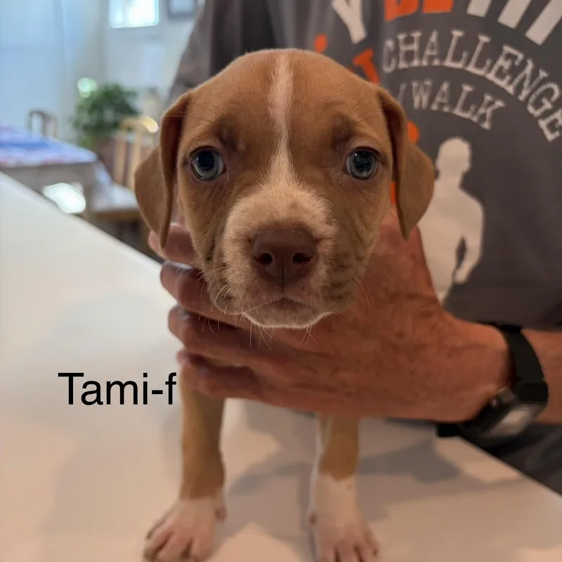Tami
