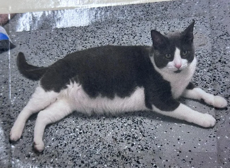 An adult small-sized male Gray & White Domestic Short Hair cat named Gray Freeport for adoption in Westbury, NY