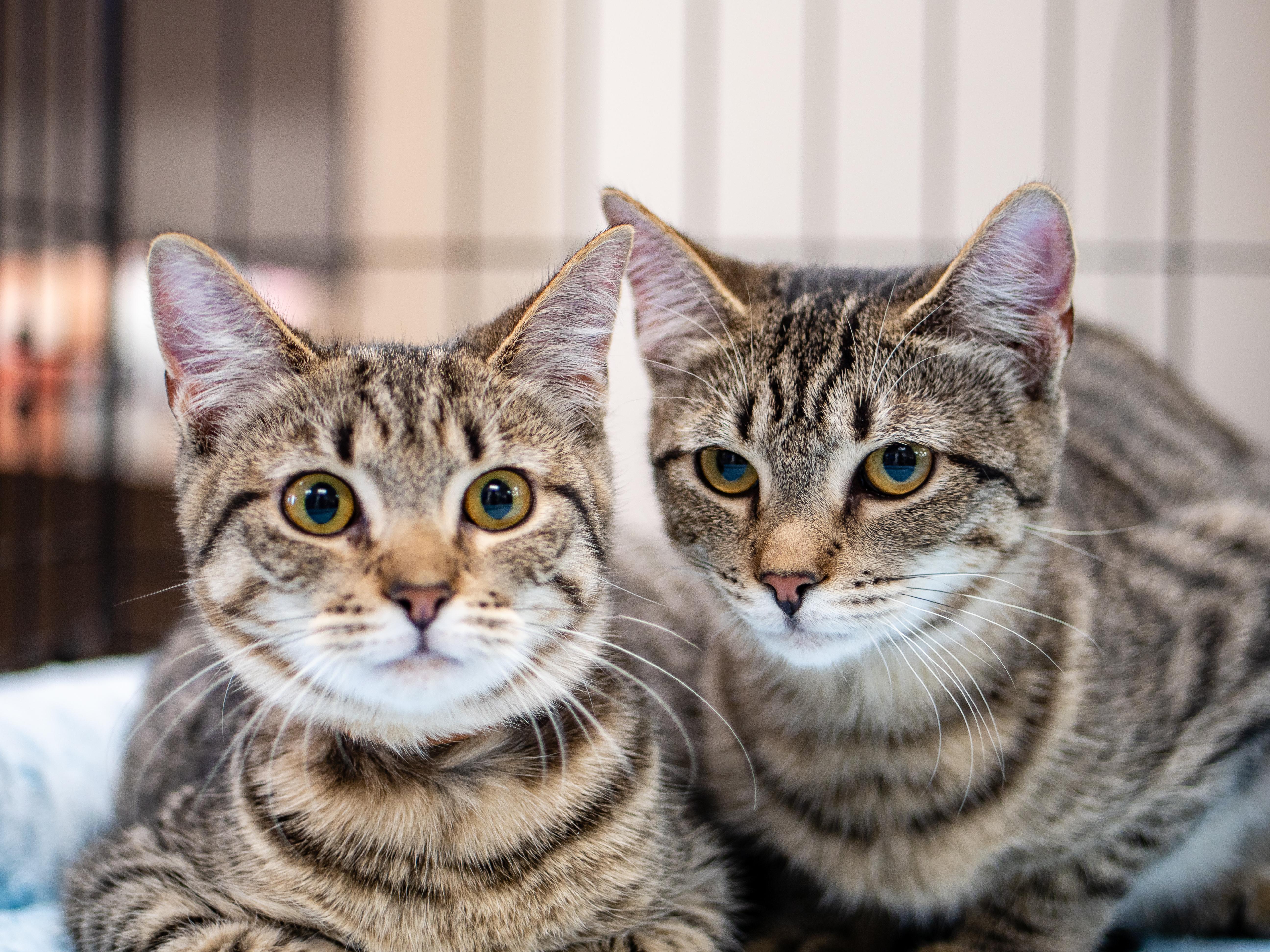 Corn Pudding thumbnail 2