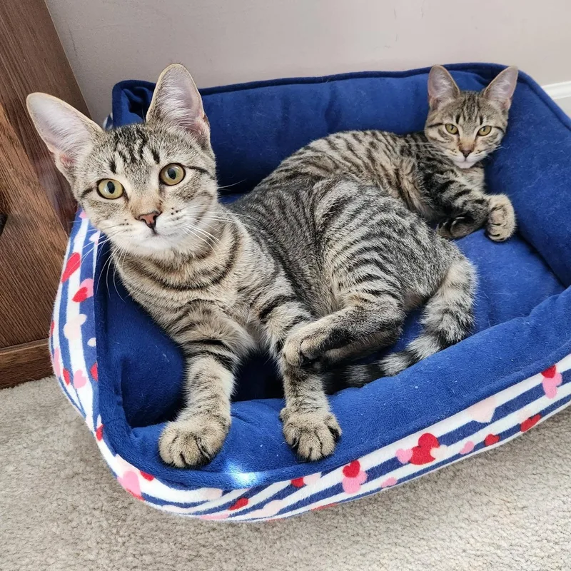 Corn Pudding thumbnail 3