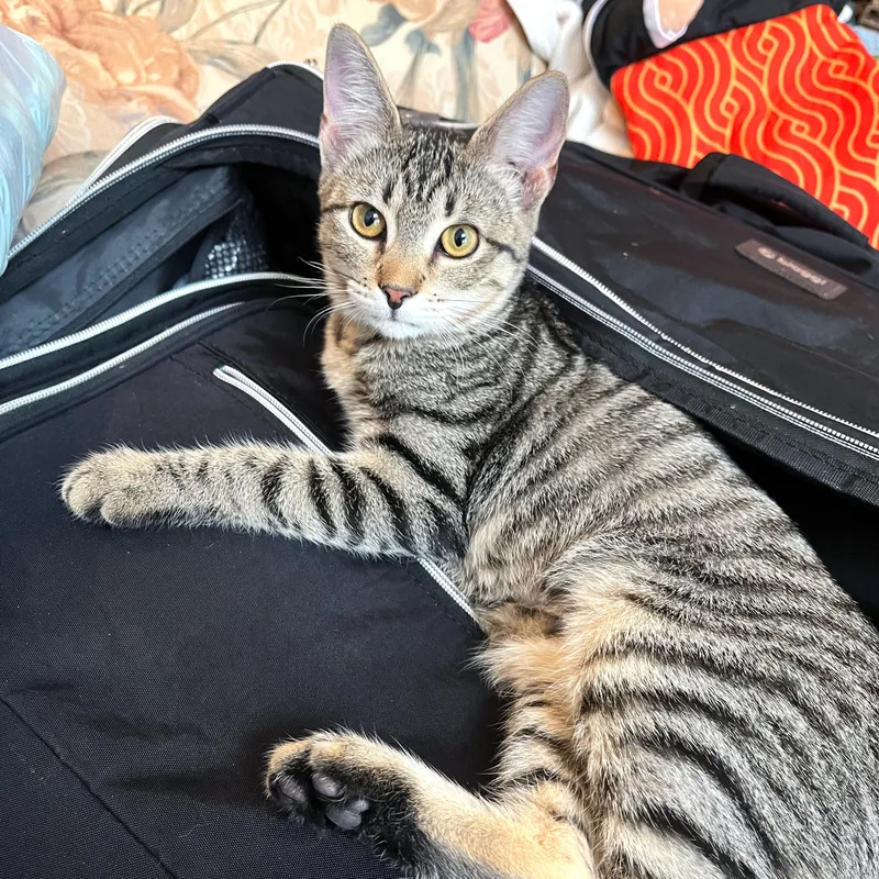 Corn Pudding thumbnail 4