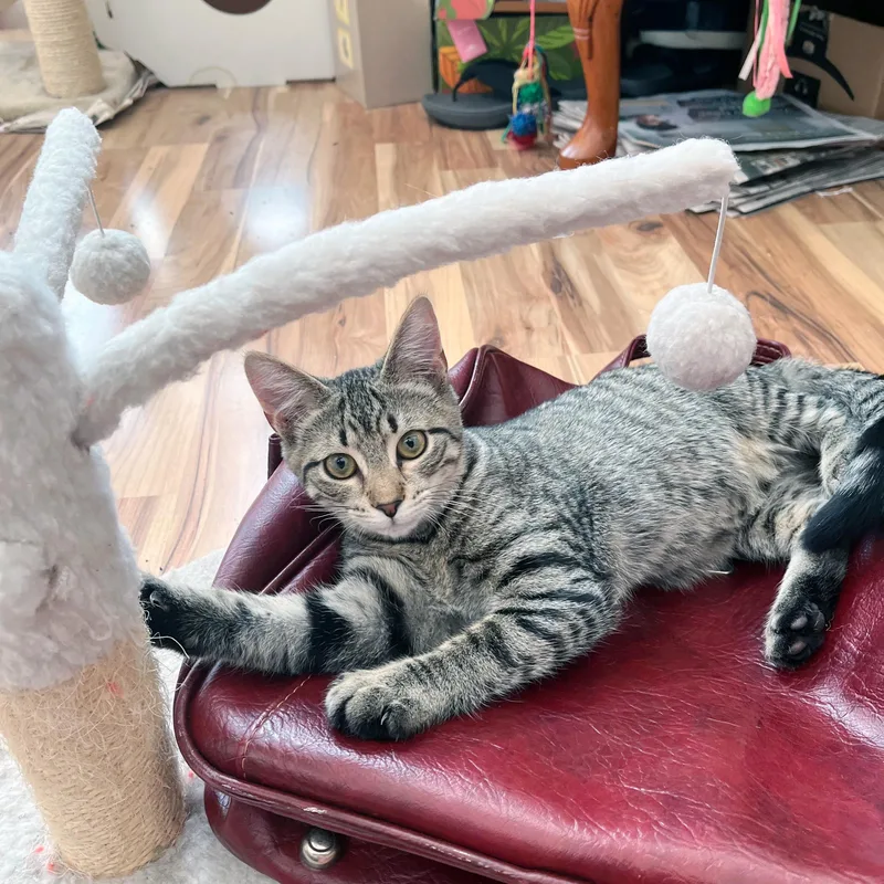 Corn Pudding thumbnail 5