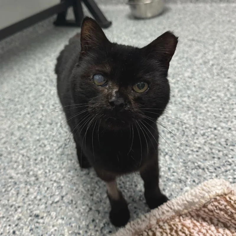 A senior medium-sized male Black Domestic Short Hair cat named Eustace for adoption in Dayton, OH