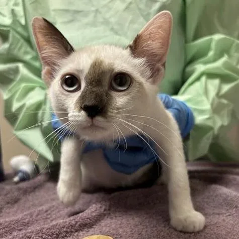 A baby small-sized female White Domestic Short Hair cat named Coconut Shrimp for adoption in Tempe, AZ