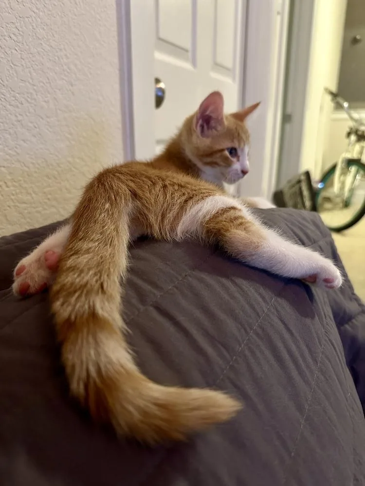 A baby small-sized male Orange & White Tabby cat named Mango for adoption in Dallas, TX