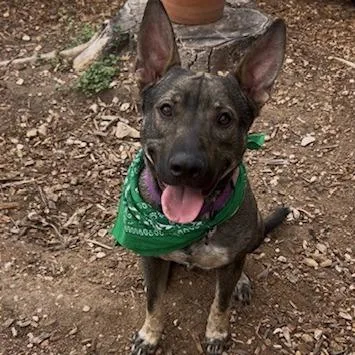 A young large-sized male Brown / Chocolate German Shepherd Dog dog named Atlas for adoption in Floresville, TX