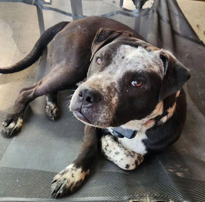 An adult medium-sized male Harlequin Pit Bull Terrier dog named Max for adoption in Clarksburg, MO