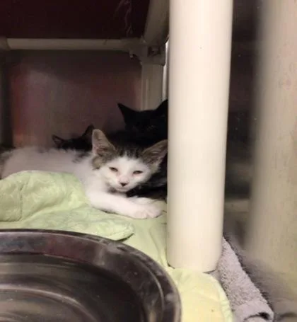 A baby medium-sized male Domestic Short Hair cat named Broccoli for adoption in Elmira, NY