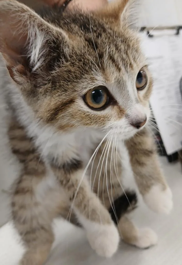 A baby small-sized female American Shorthair cat named Beonca for adoption in Greenfield, IN