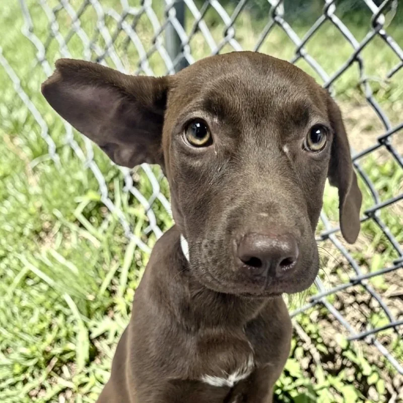 A baby small-sized female Brown / Chocolate Terrier dog named Paypal for adoption in Parrish, AL