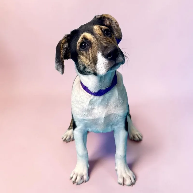 A baby large-sized female White / Cream Pit Bull Terrier dog named Meadow for adoption in Alvin, TX
