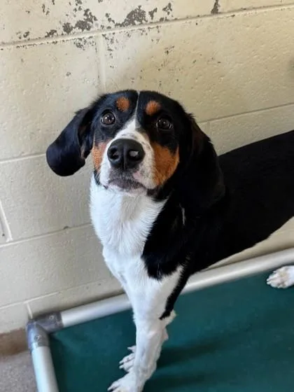A baby small-sized male Treeing Walker Coonhound dog named Lyric `Toby` for adoption in Kalispell, MT
