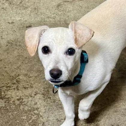 A baby small-sized male Chihuahua dog named TRex for adoption in Sacramento, CA