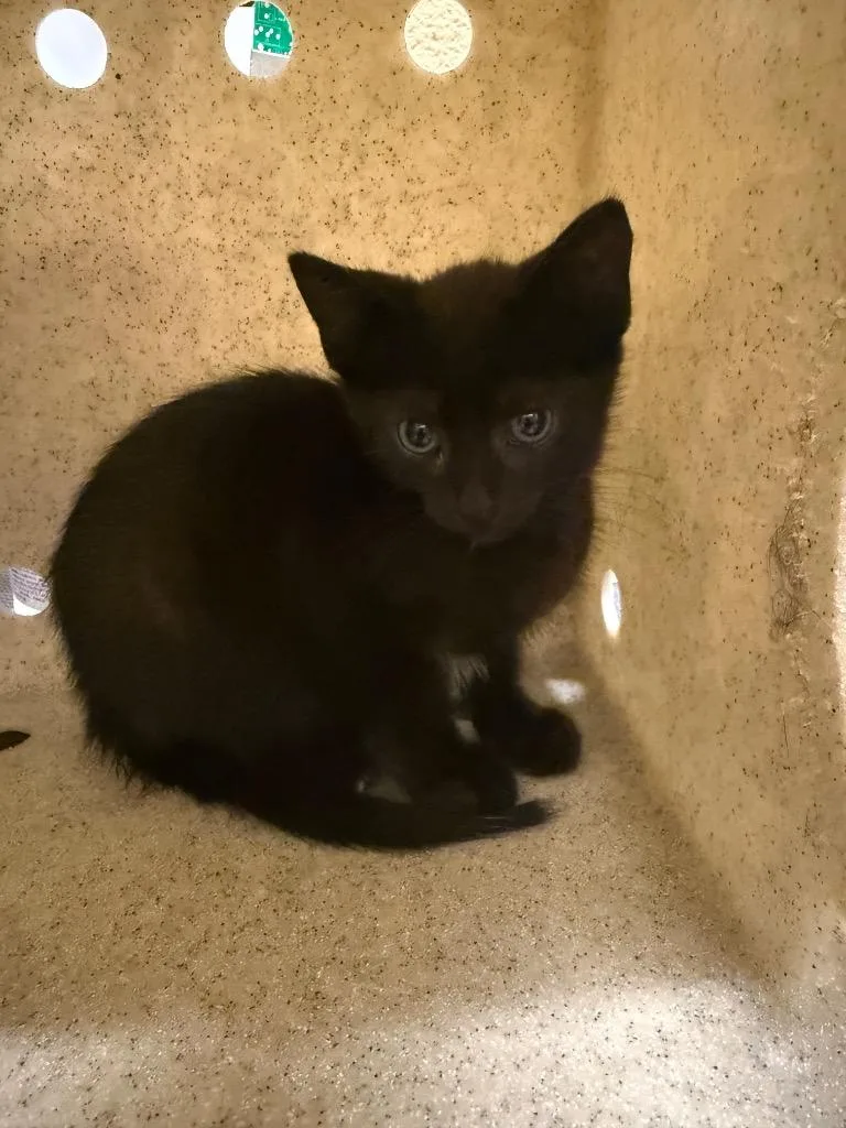A baby medium-sized male Domestic Short Hair cat named Trooper for adoption in Douglasville, GA