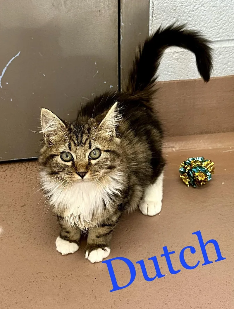 A baby large-sized male Tabby (Buff / Tan / Fawn) Domestic Long Hair cat named Dutch for adoption in Prince Frederick, MD