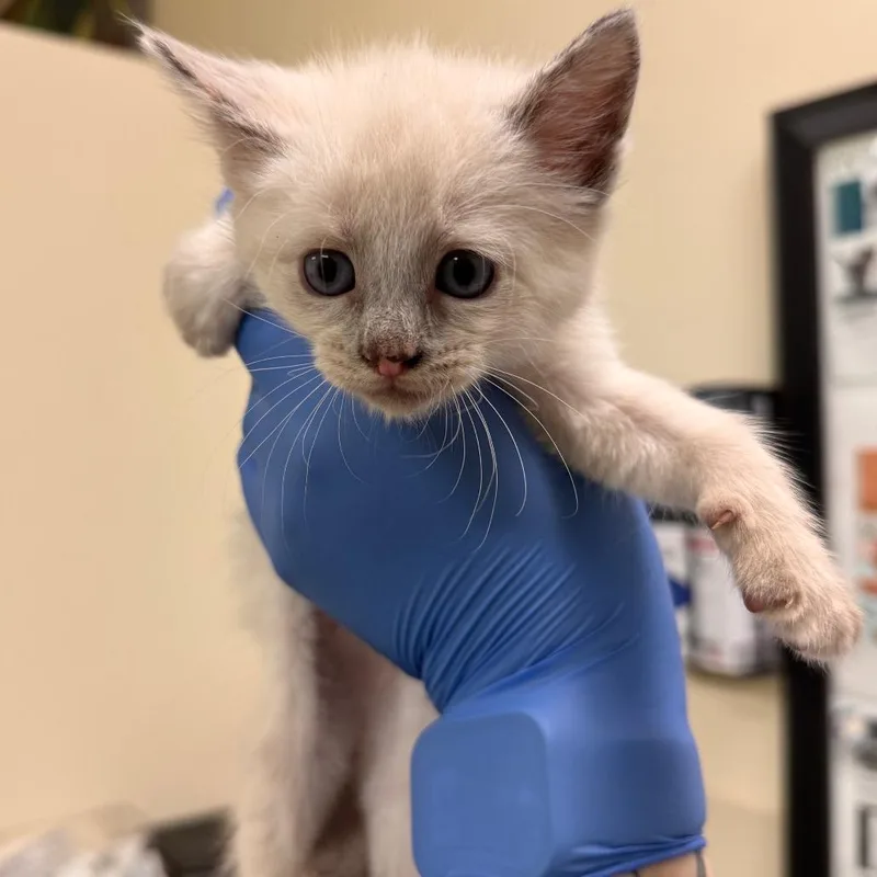 A baby small-sized female Black Domestic Short Hair cat named Donut for adoption in Lynchburg, VA