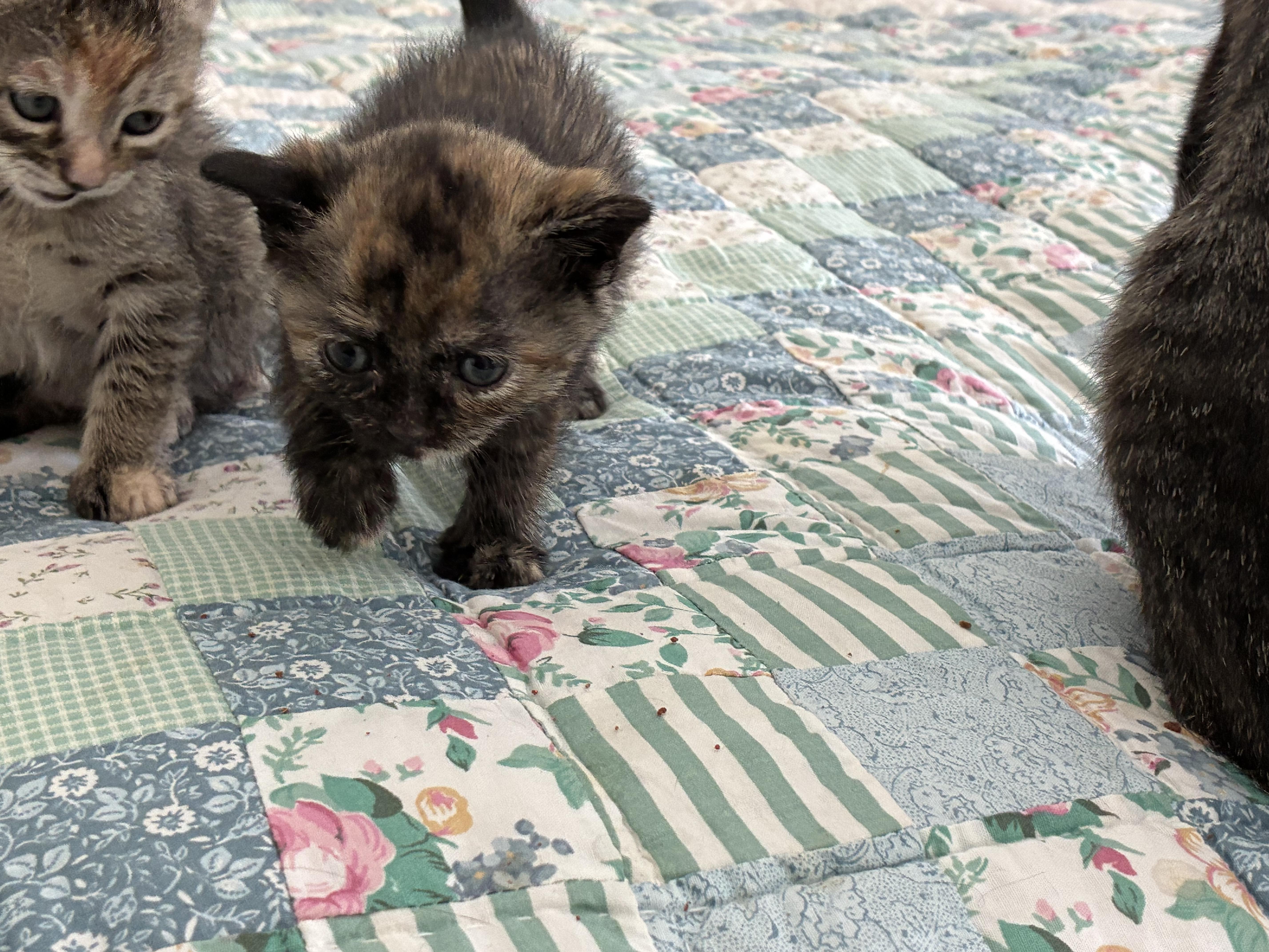A baby medium-sized female Tortoiseshell cat named Millie for adoption in Gardnerville, NV