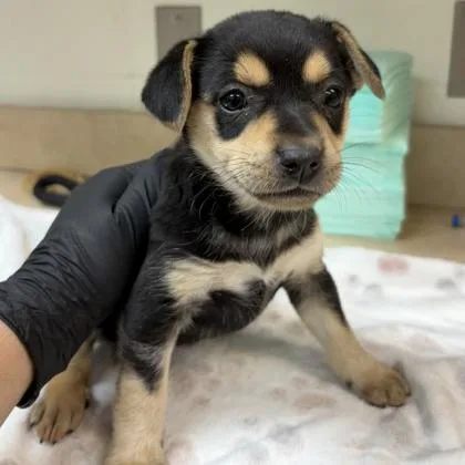 A baby small-sized female Black Chihuahua dog named Julissa for adoption in Houston, TX